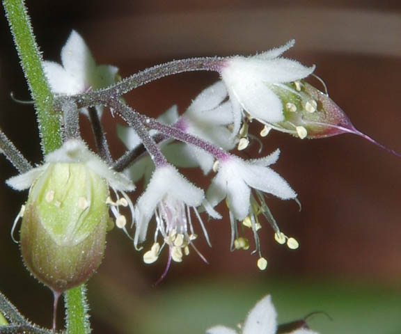 Tiarella trifoliata v. unifoliata